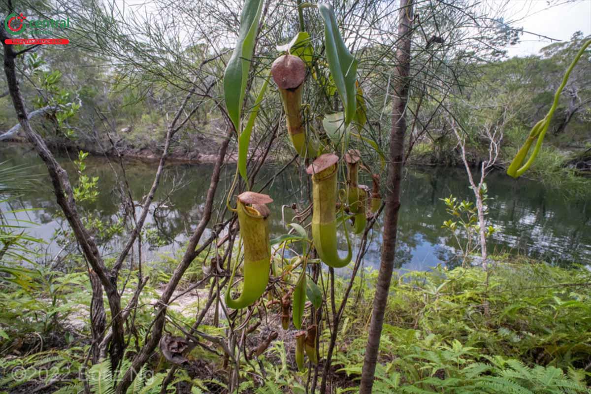 Nắp Ấm Hoa Đôi (Nepenthes mirabilis (Lour.) Druce)