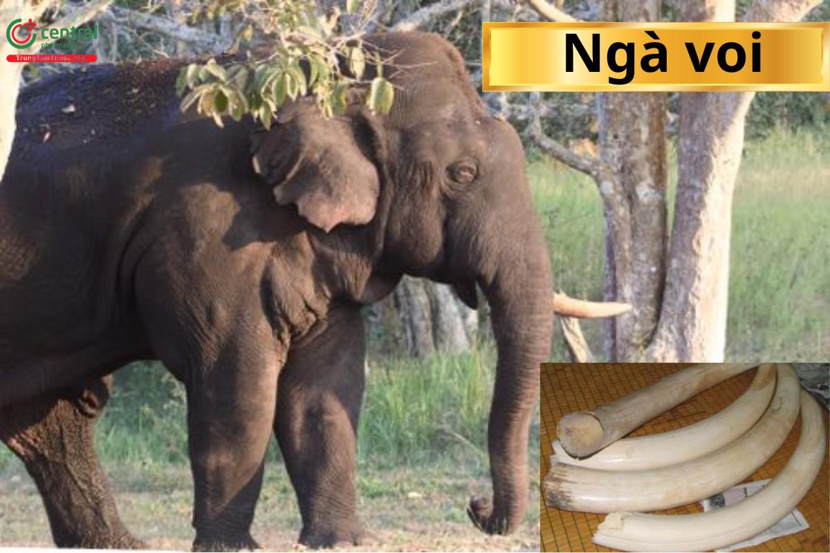 Ngà voi (Tượng nha - Dens Elephatis)