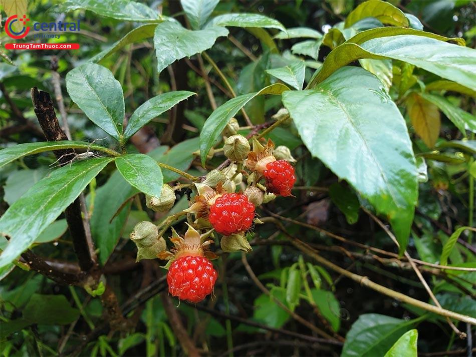 Ngấy Hương (Đùm Đũm - Rubus cochinchinensis Tratt.)