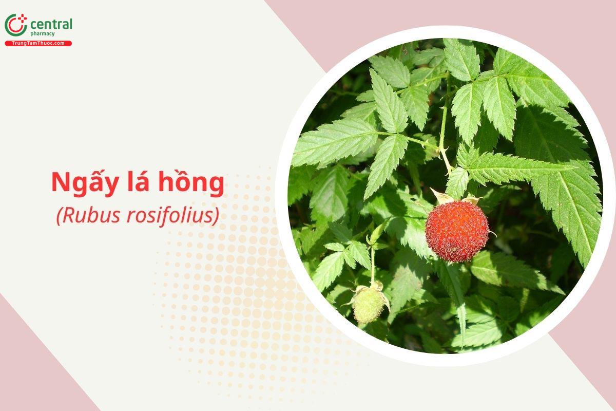 Ngấy lá hồng (Mâm xôi lá hồng - Rubus rosaefolius)