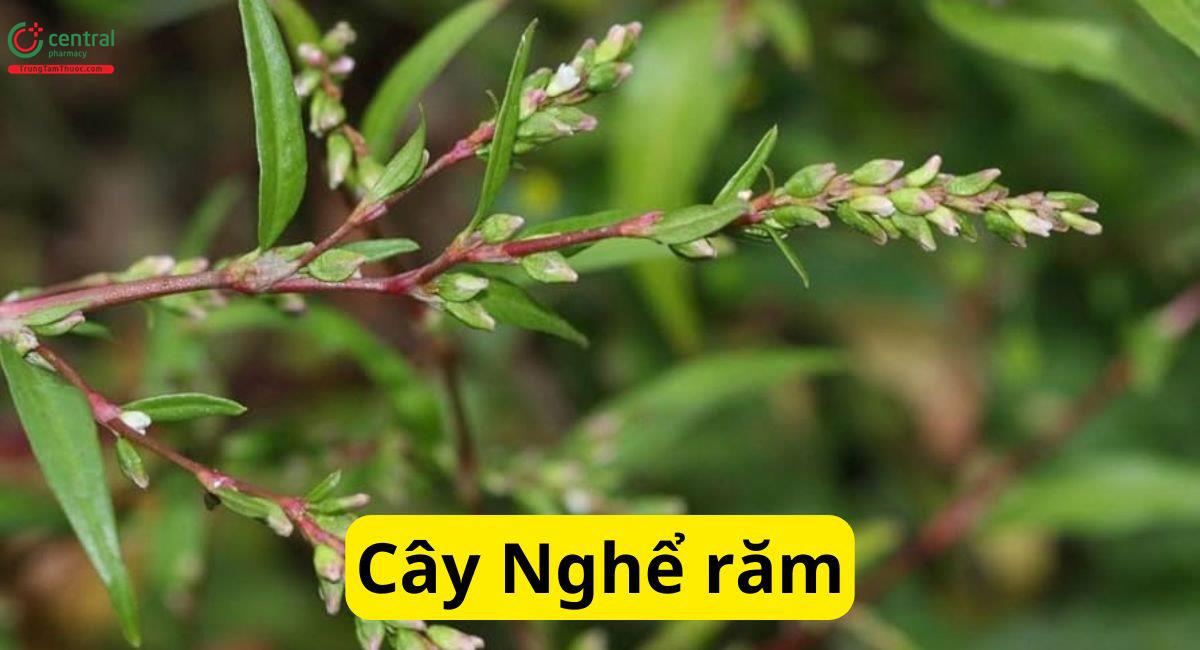 Nghể Răm (Nghể Nước, Rau Nghể, Thủy Liễu - Polygonum hydropiper)