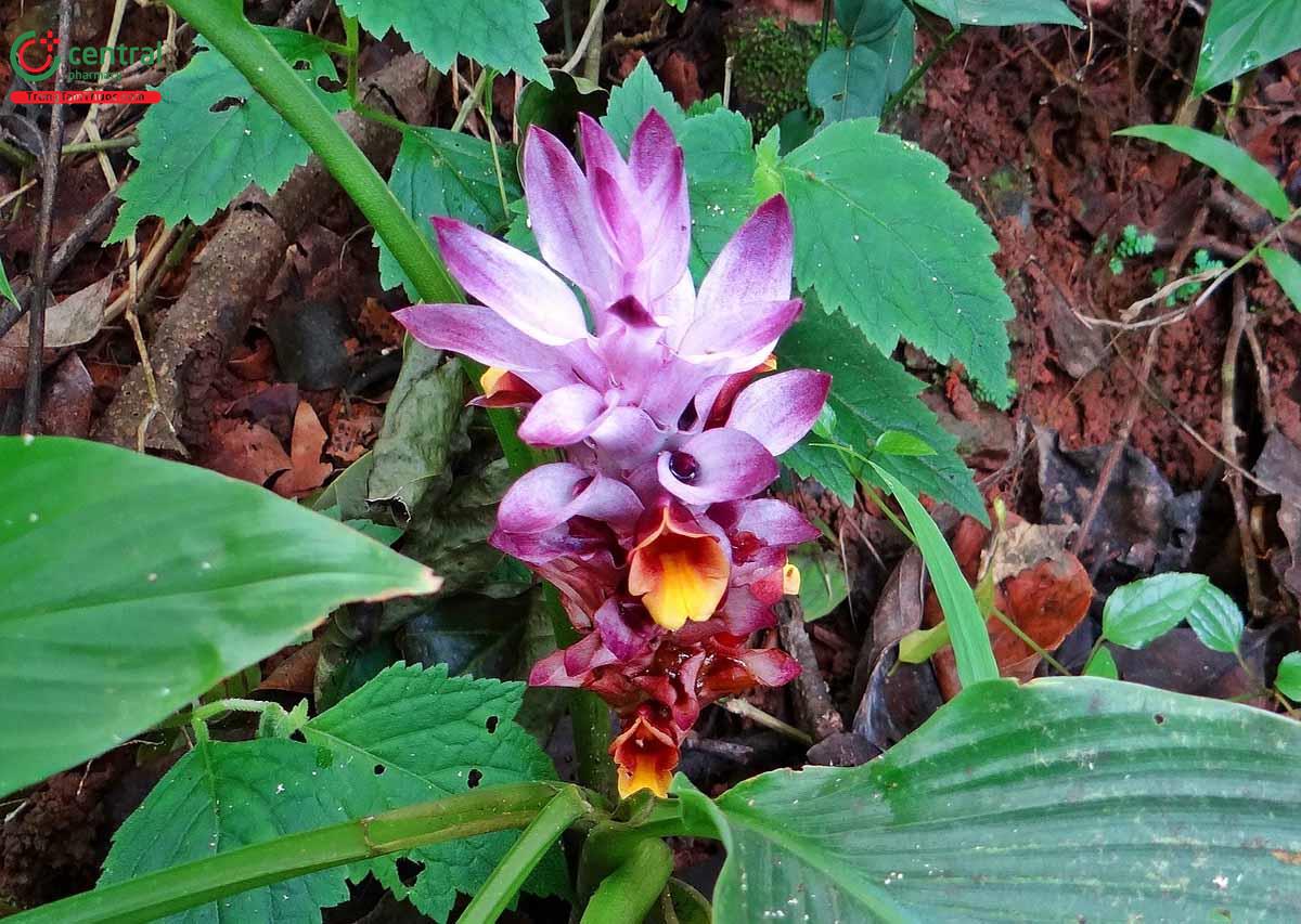 Nghệ Trắng (Nghệ Xanh, Nghệ Rừng, Nghệ Độc Thân - Curcuma aromatica Salisb.)