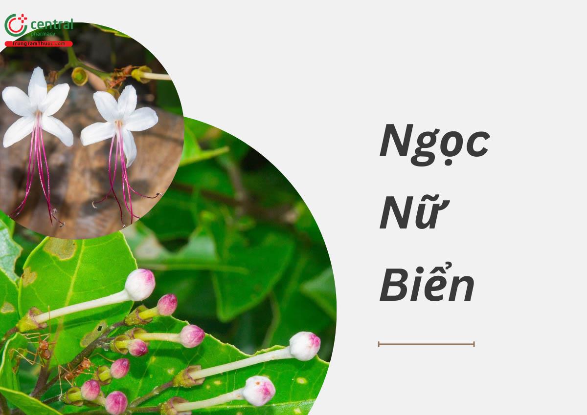 Ngọc Nữ Biển (Clerodendrum inerme)