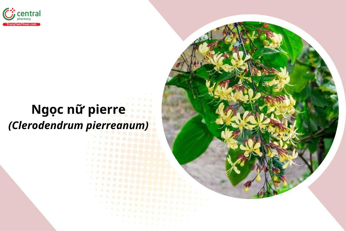 Ngọc Nữ Pierre (Dạ Ngọc Minh Châu rừng - Clerodendrum pierreanum)