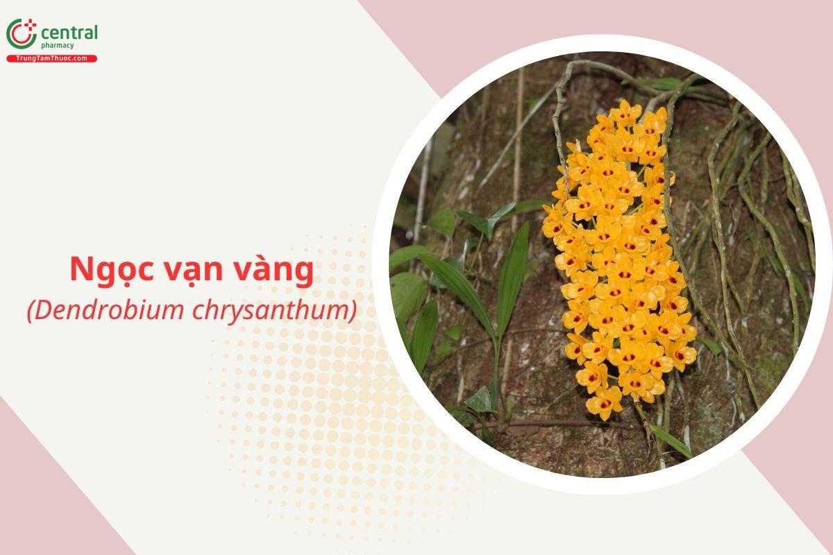 Ngọc vạn vàng (Thúc hoa thạch hộc - Dendrobium chrysanthum)