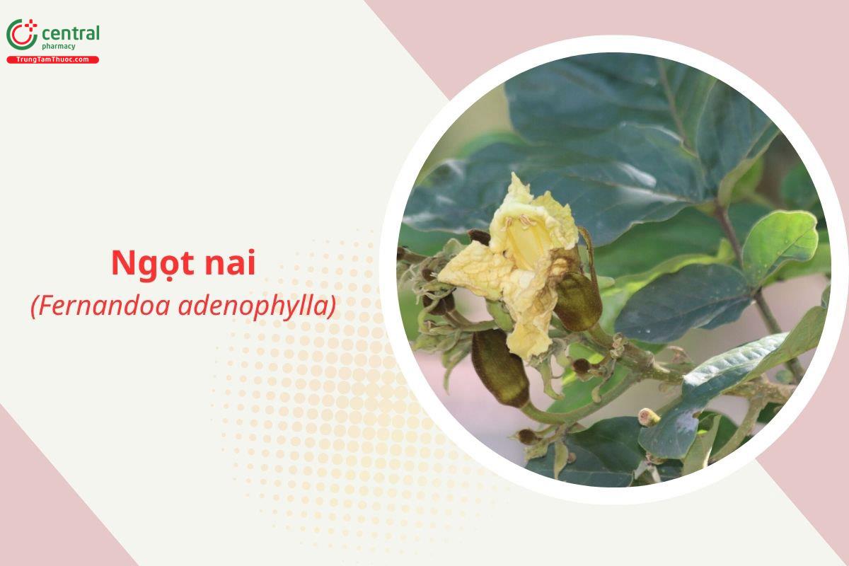 Ngọt nai (Sò đo - Fernandoa adenophylla)