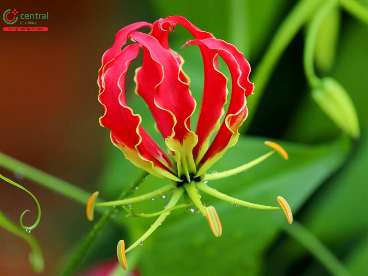 Ngót Nghẻo (Gloriosa superba L.)