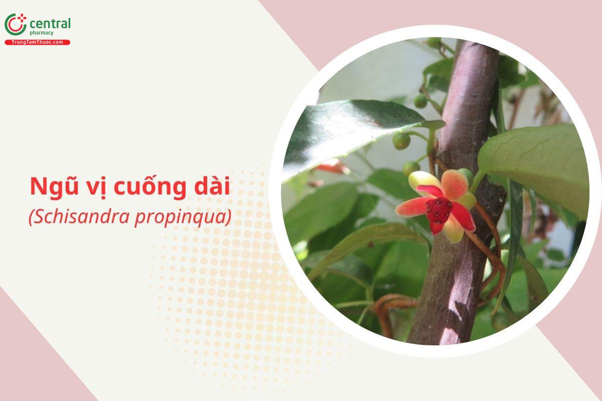 Ngũ vị cuống dài (Thiết cô tán - Schisandra propinqua)