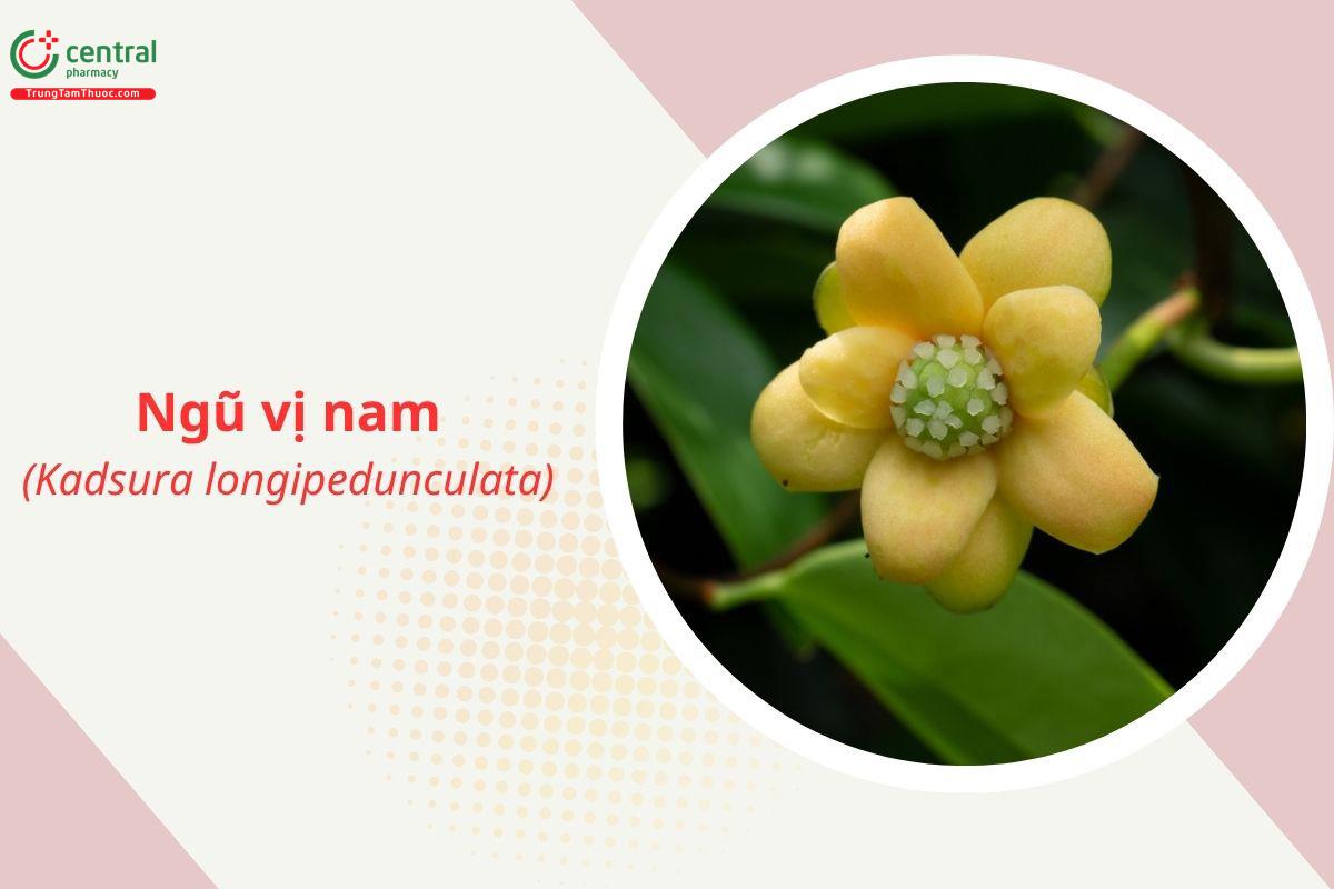 Ngũ vị nam (Dây nắm cơm - Kadsura longipedunculata)