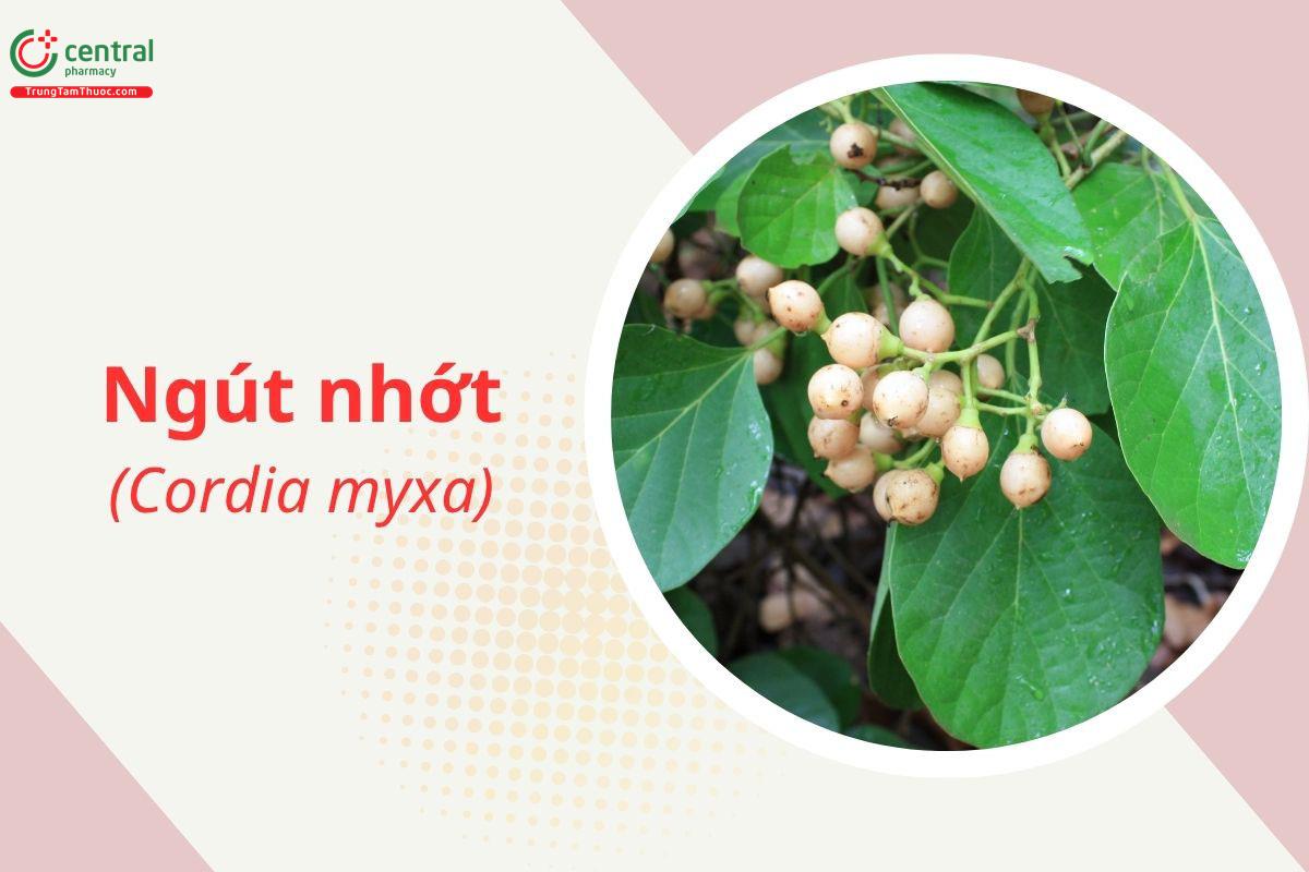 Ngút nhớt (Cordia myxa L.)