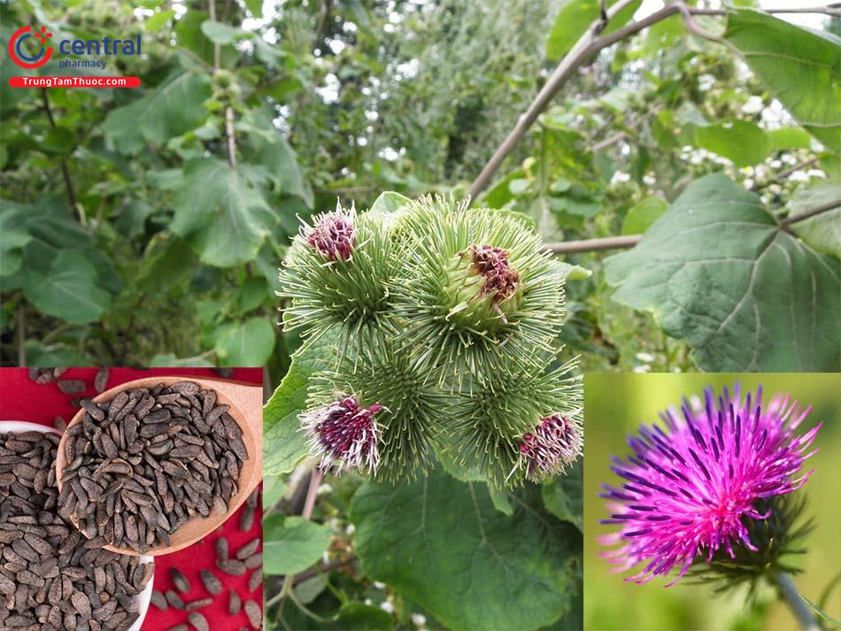 Ngưu Bàng Tử (Arctium lappa L.)