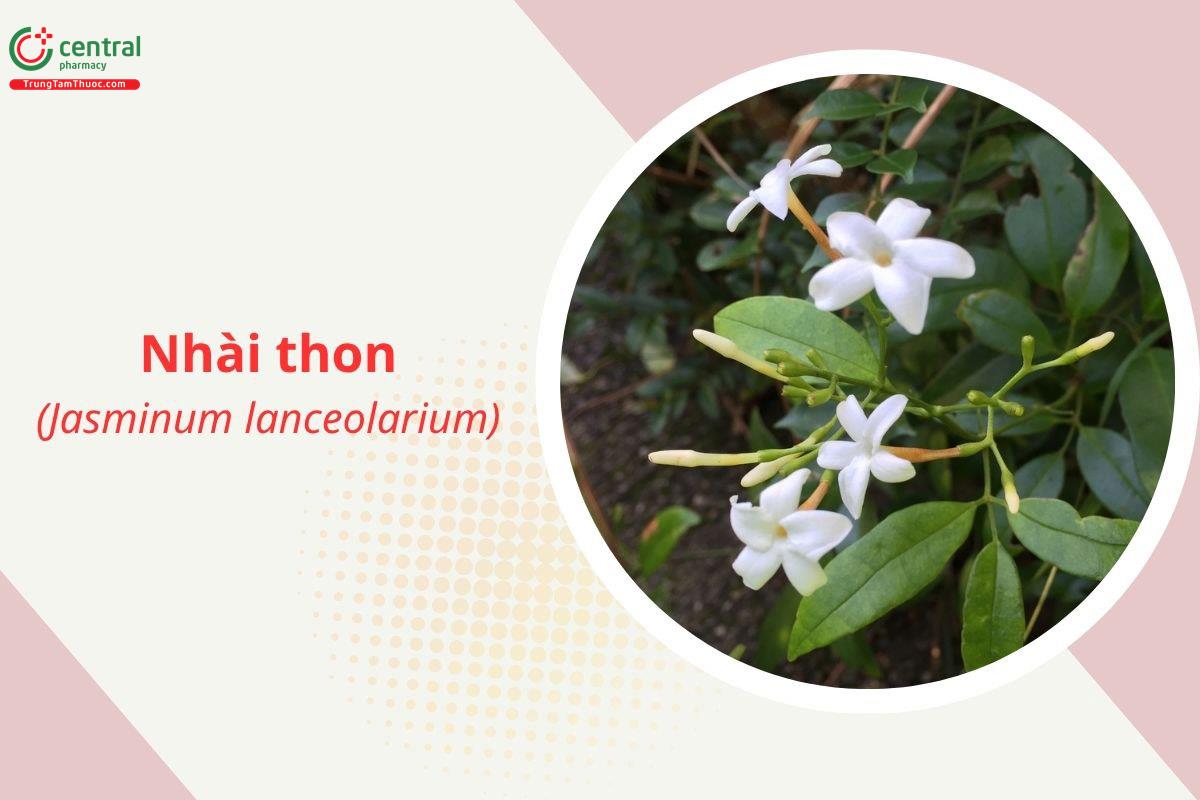 Nhài thon (Jasminum lanceolarium)