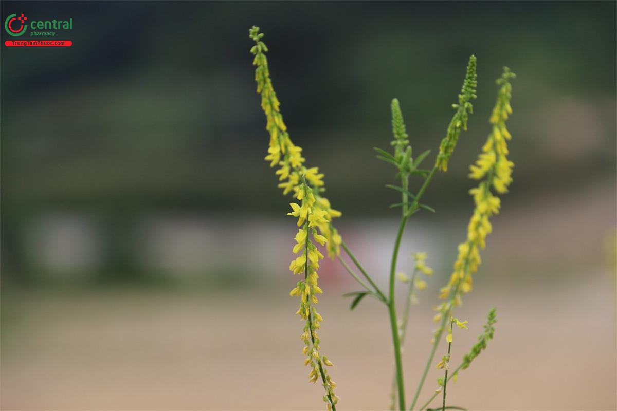 Nhãn Hương (Melilotus suaveolens Ledeb.)