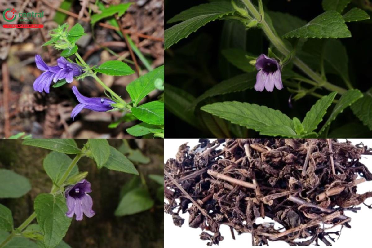 Nhân trần (Herba Adenosmatis caerulei) 