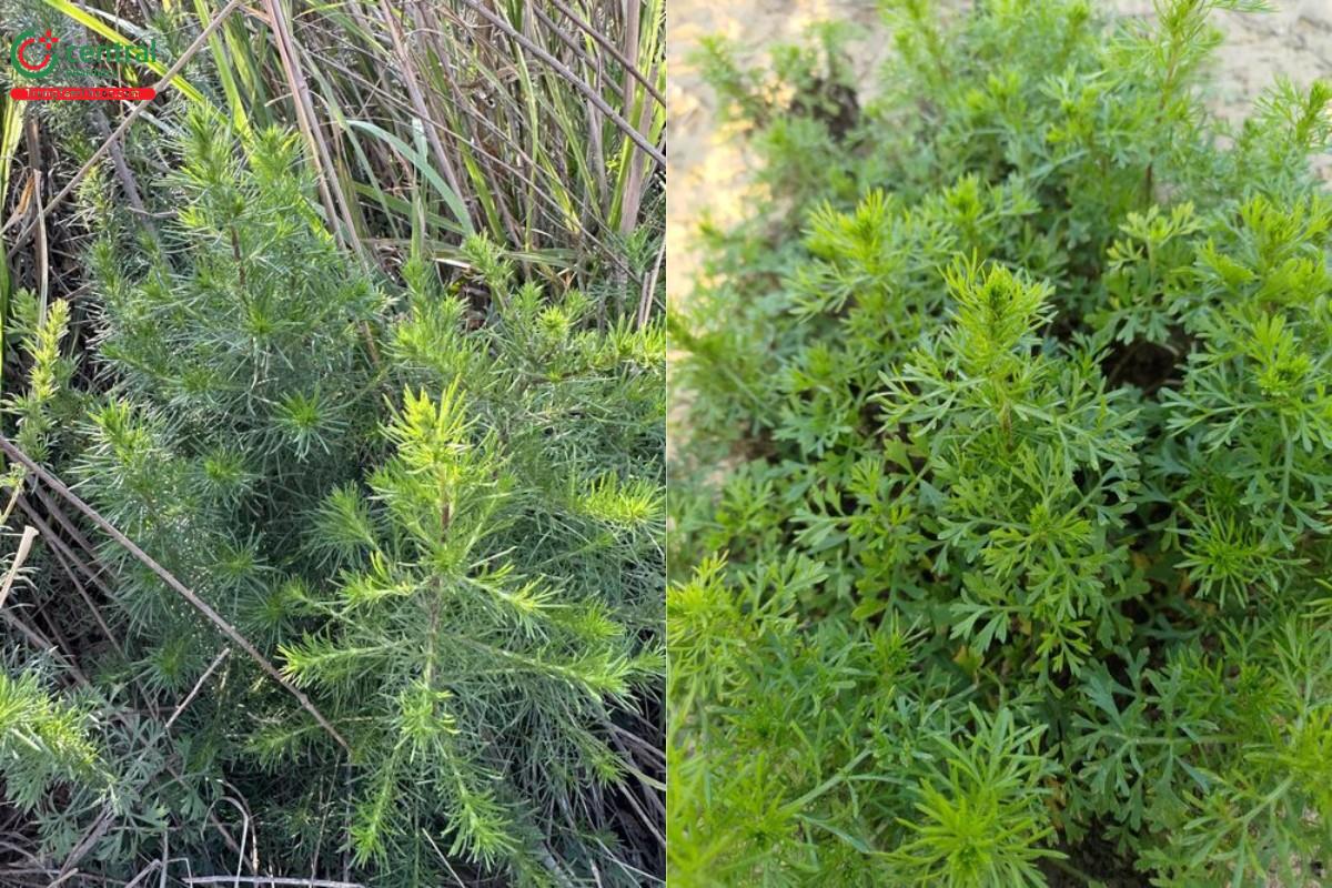 Nhân trần Bắc (Nhân trần Hao, Ngải lá kim - Artemisia capillaris Thunb.)  