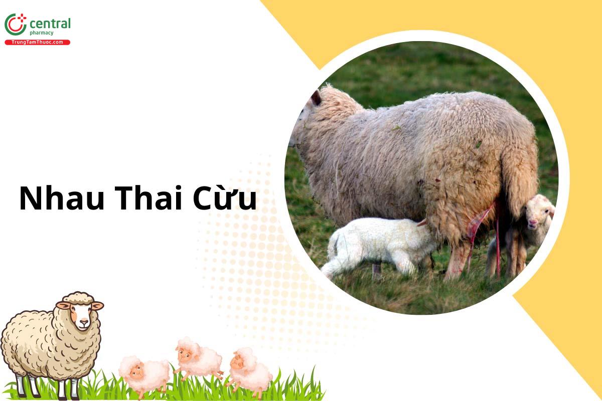 Nhau Thai Cừu