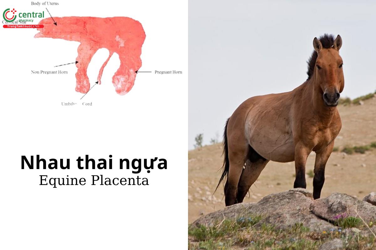 Nhau thai ngựa (Equine Placenta)