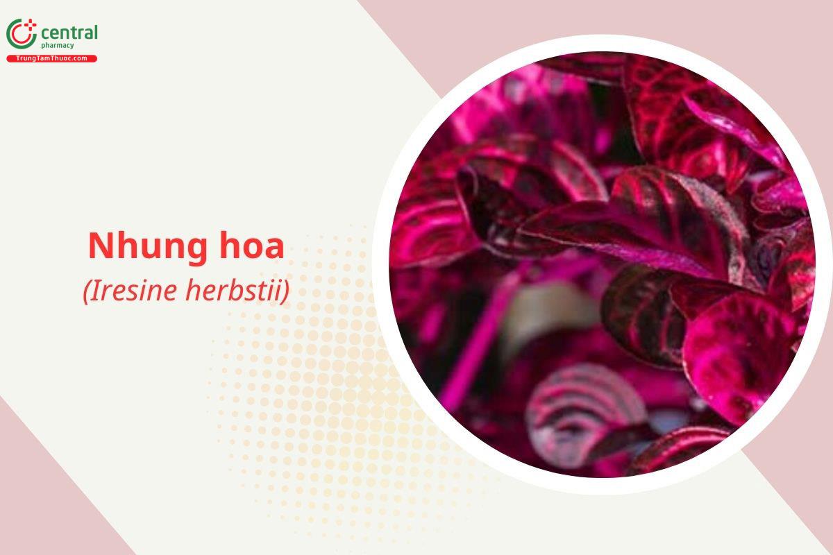 Nhung hoa (Iresine herbstii)
