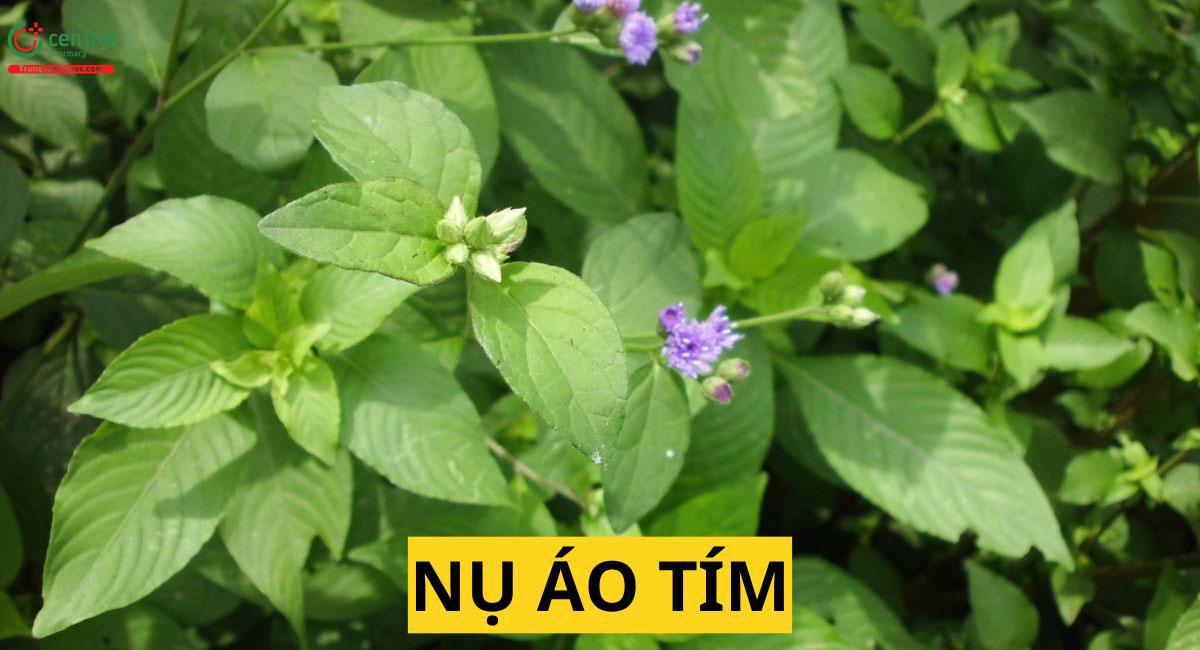 Nụ Áo Tím (Cúc Bạc Đầu - Vernonia patula)