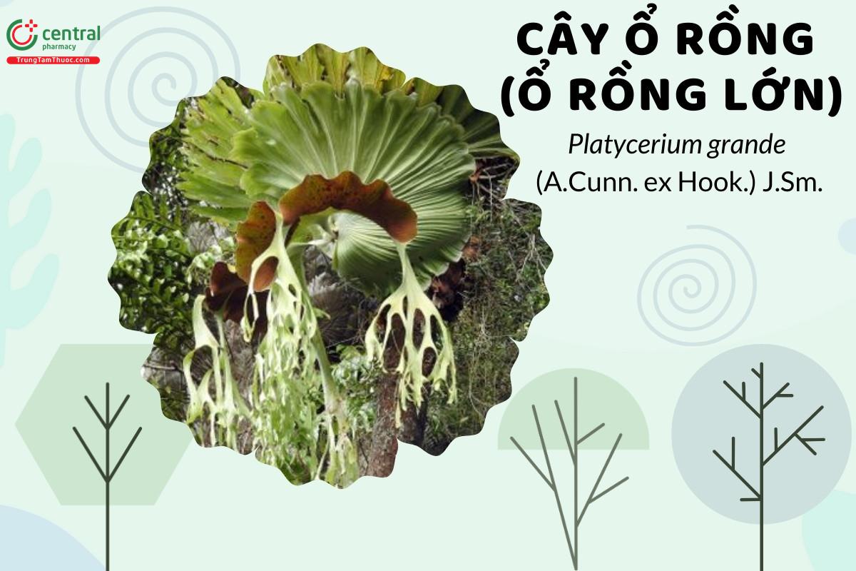 Ổ rồng (Ổ rồng lớn, Lan bắp cải - Platycerium grande (A.Cunn. ex Hook.) J.Sm.)