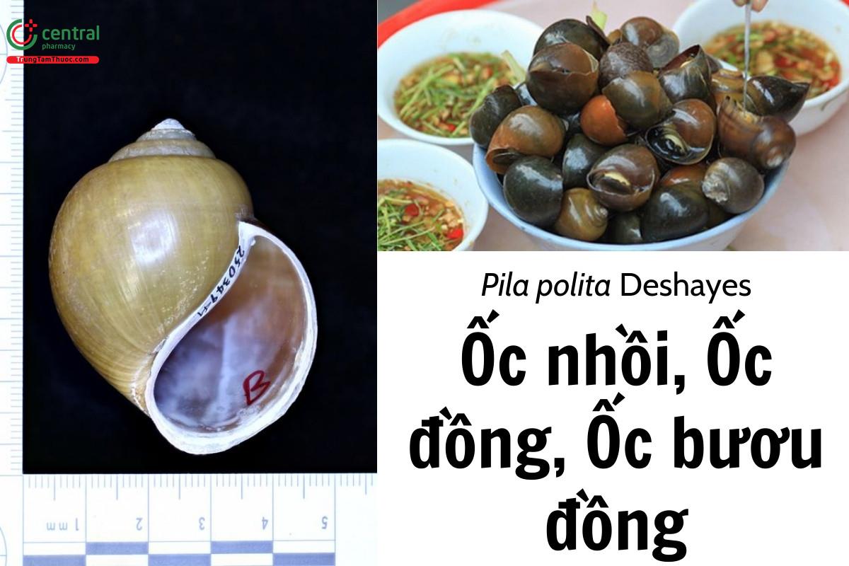 Ốc nhồi (Ốc đồng, Ốc bươu đồng - Pila polita Deshayes)