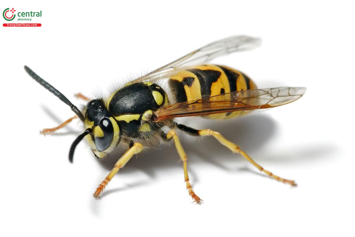 Ong đất (ong bắp cày)