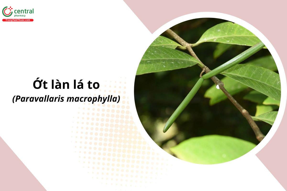 Ớt Làn Lá To (Mức Trâu - Paravallaris macrophylla)