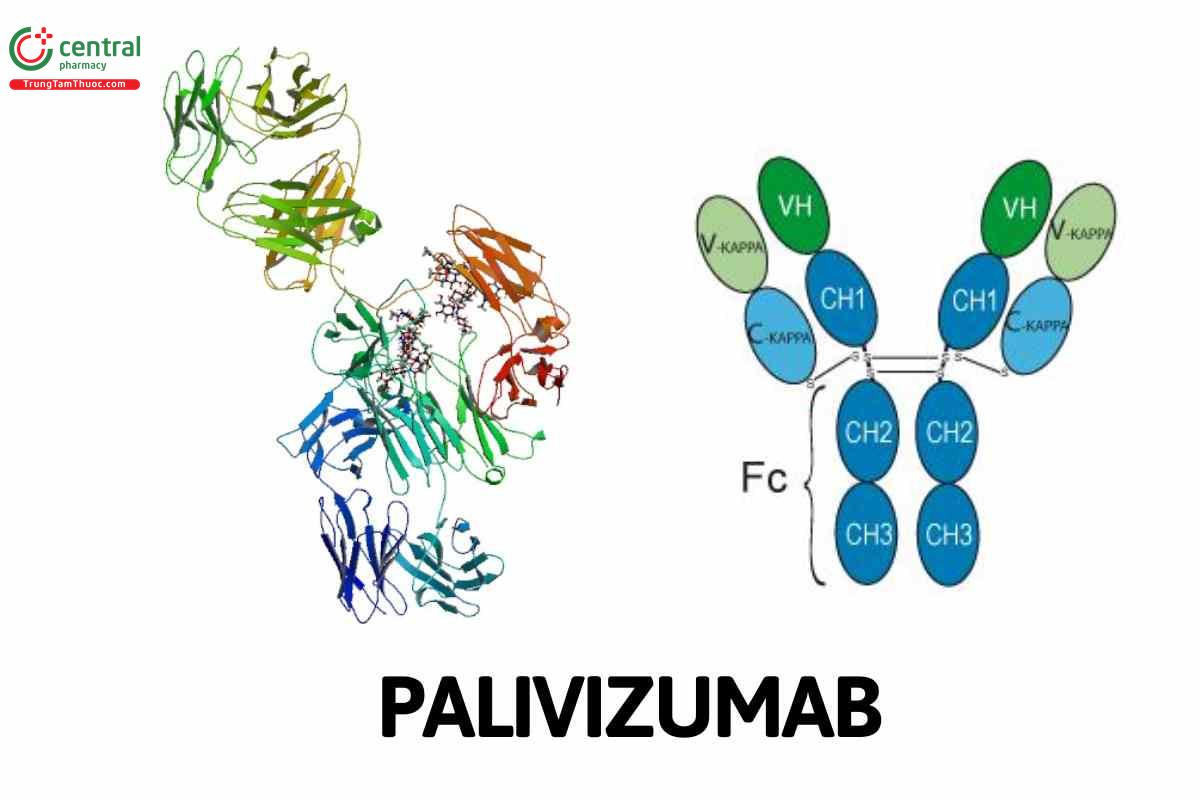 Palivizumab