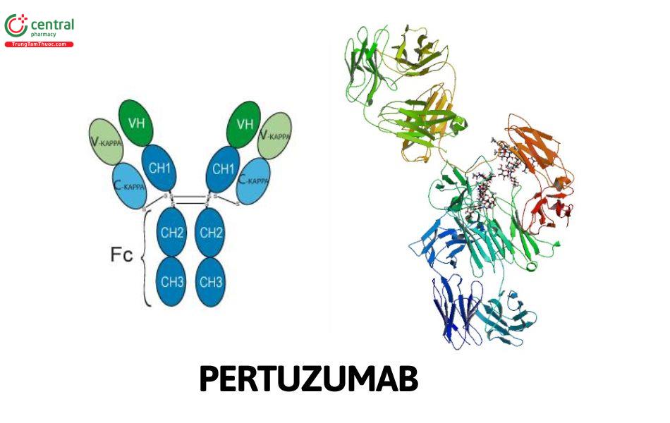 Pertuzumab