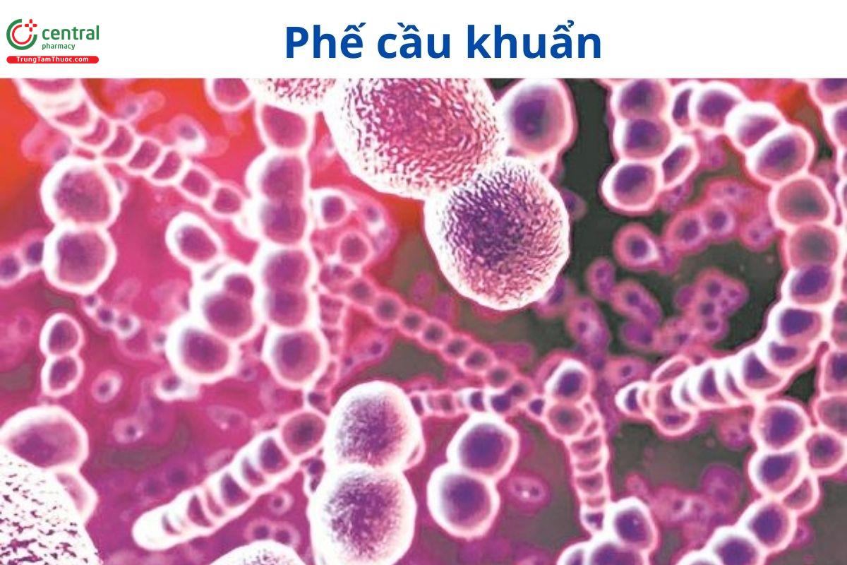 Polysaccharides huyết thanh phế cầu khuẩn