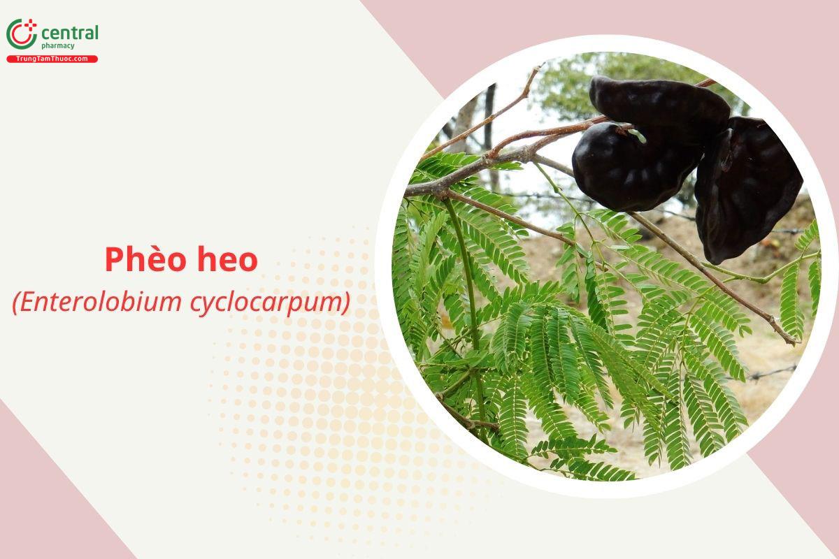 Phèo heo (Điệp phèo heo - Enterolobium cyclocarpum)