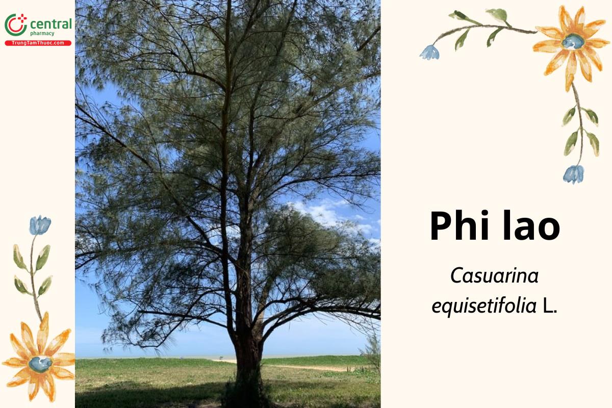 Phi lao (xi lau, dương, dương liễu - Casuarina equisetifolia L.)