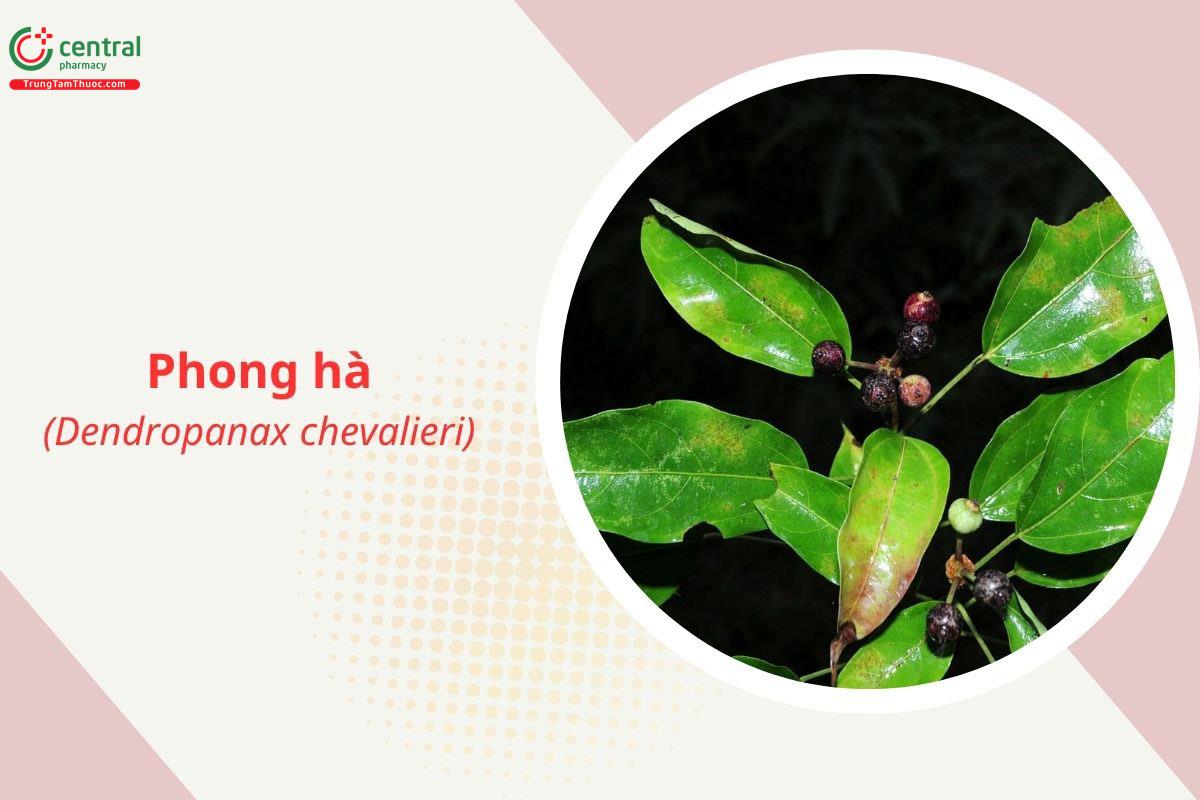 Phong hà (Diên bạch, Thụ sâm - Dendropanax chevalieri)