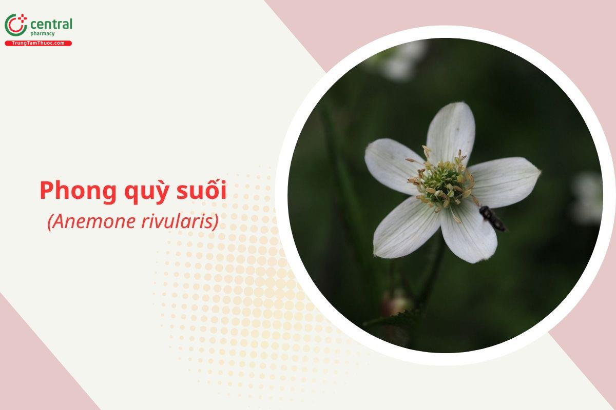 Phong quỳ suối (Phong quỳ bò - Anemone rivularis)