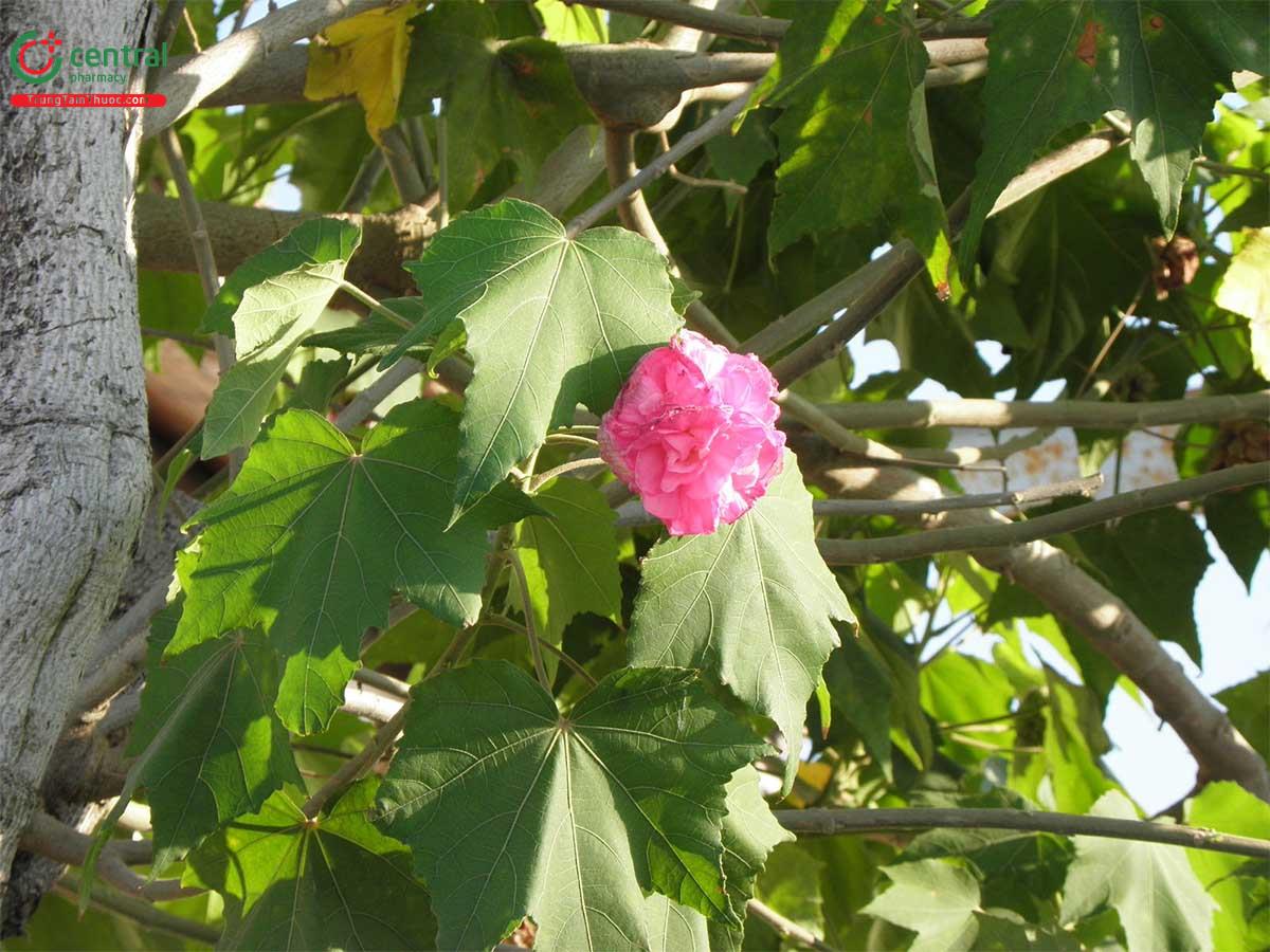 Hoa Phù Dung (Mộc Phù Dung, Mộc Liên - Hibiscus mutabilis L.)