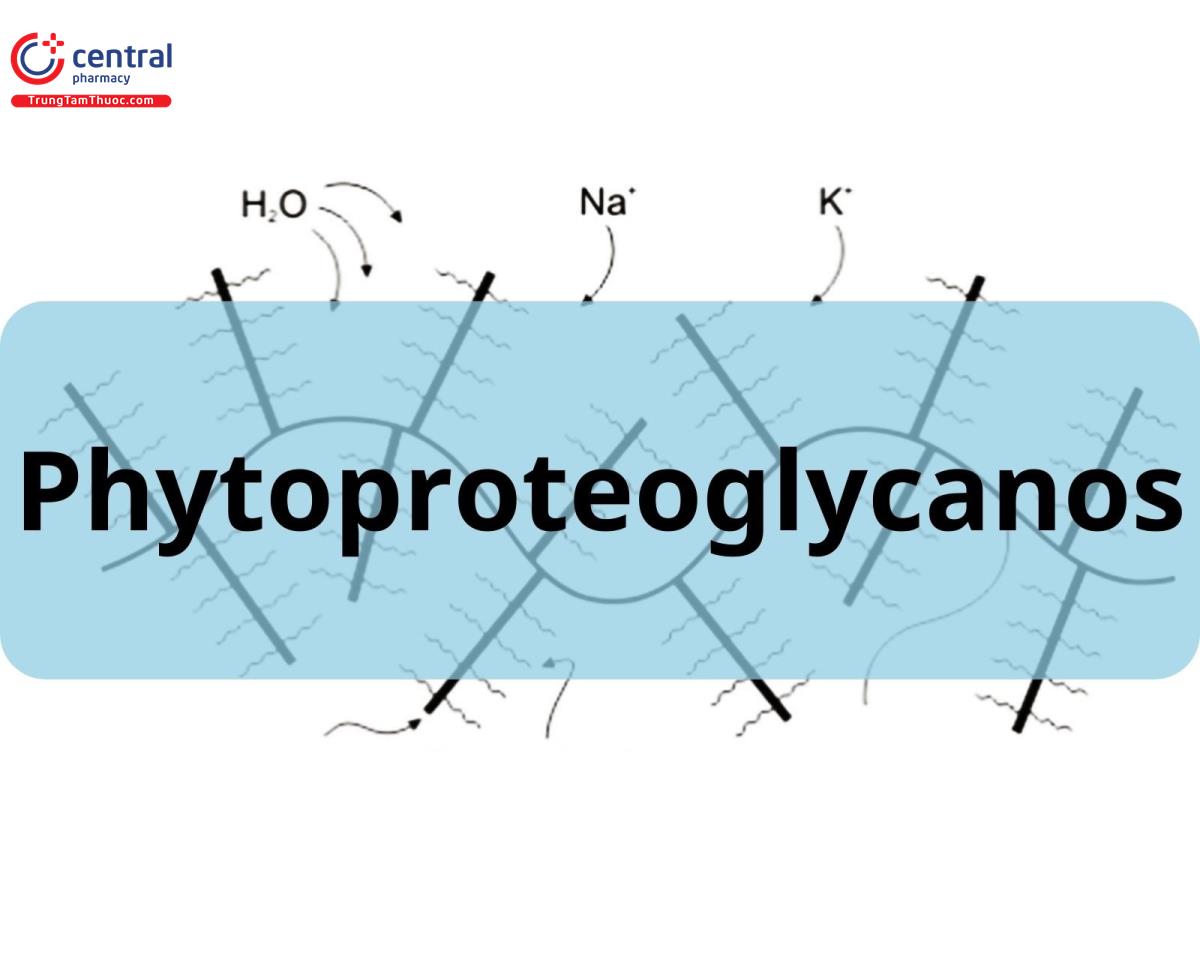 Phytoproteoglycanos