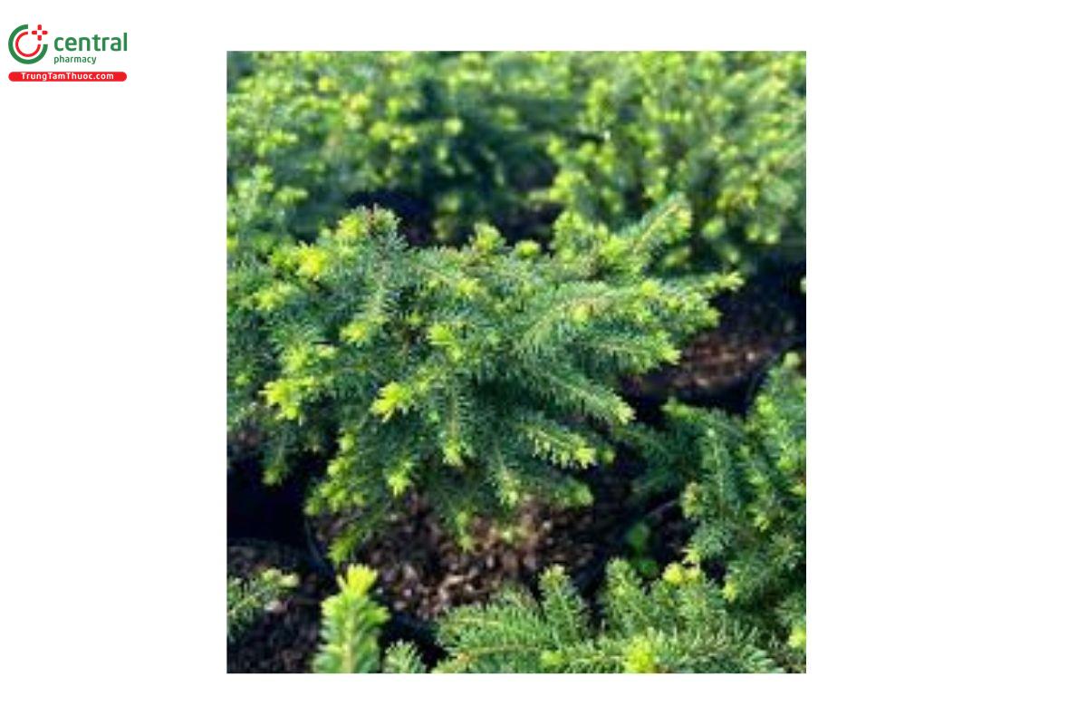 Cây thường xanh (Picea Abies Extract)