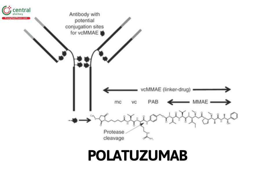 Polatuzumab