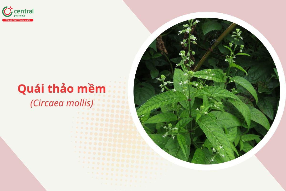 Quái thảo mềm (Circaea mollis)