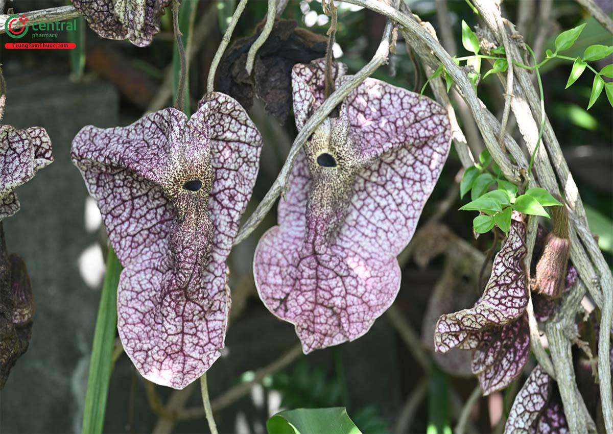 Quảng Phòng Kỷ (Aristolochia westlandii)