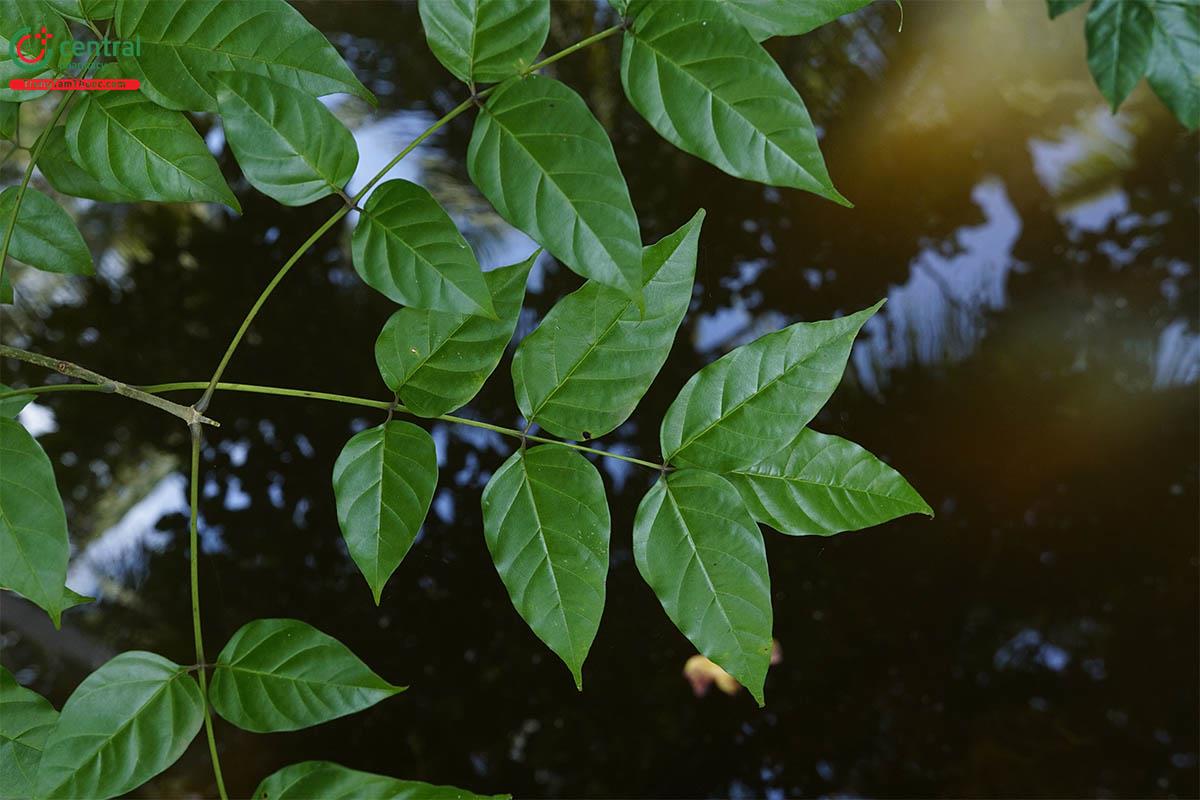 Quao Nước (Dolichandrone spathacea (L.f.) K. Schum)