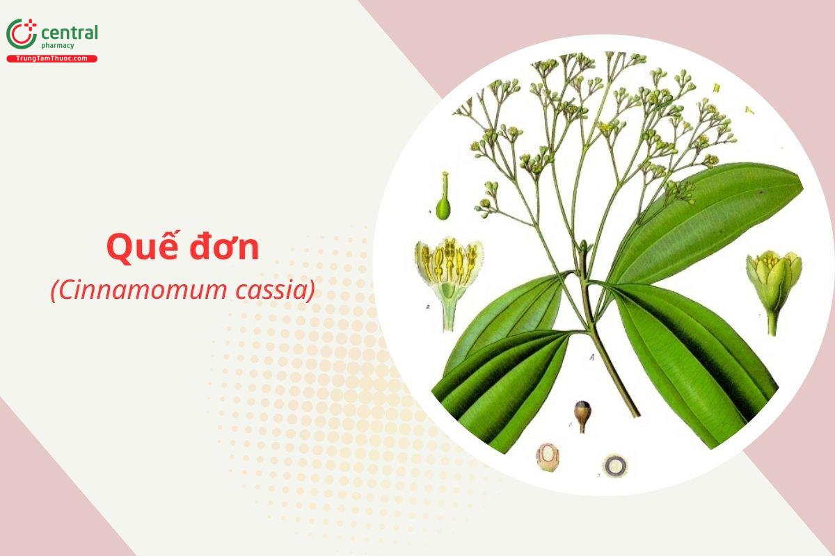 Quế đơn (Quế Trung Quốc, Quế nhục, Quế bì - Cinnamomum cassia)