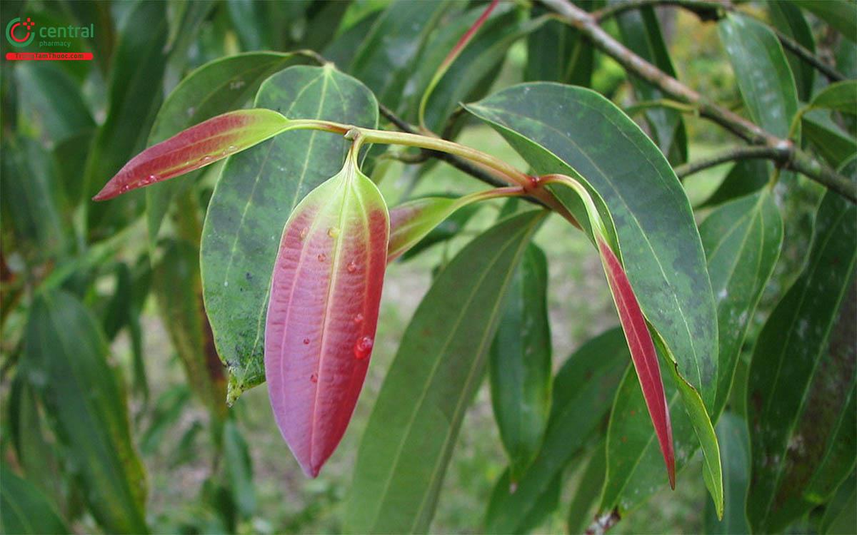 Quế Rừng (Hậu Phác Nam - Cinnamomum iners Reinw. ex Blume)