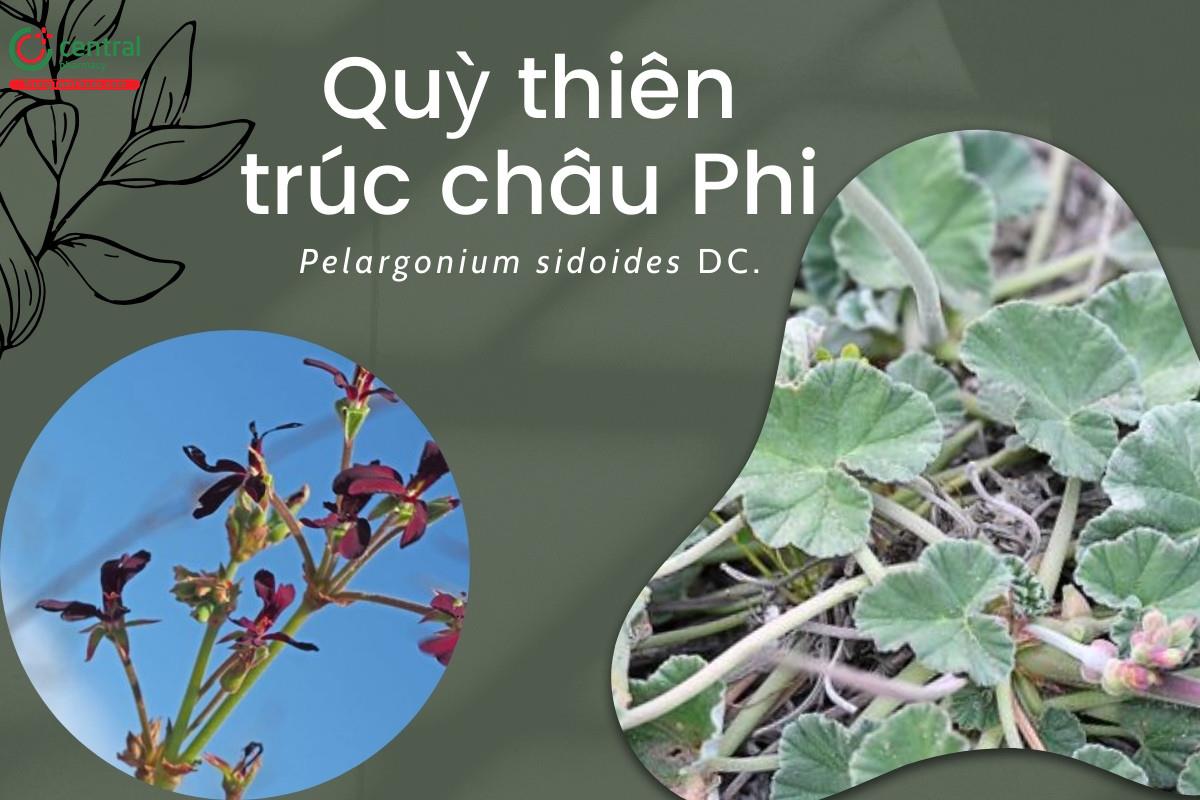 Quỳ thiên trúc châu Phi (Phong lữ thảo sidoides, Phong lữ châu Phi, phong lữ Nam Phi - Pelargonium sidoides DC.)