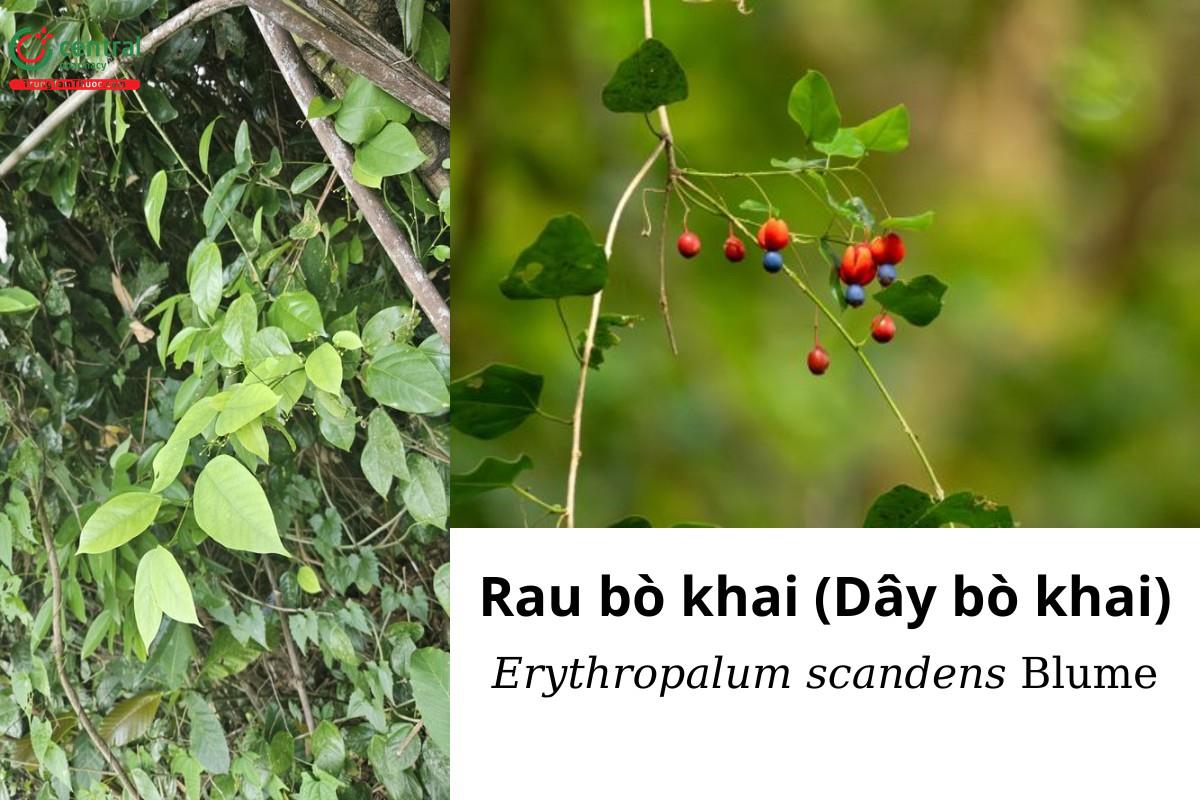 Rau bò khai (rau khai, dây bò khai, rau ngót leo, dây ngót rừng - Erythropalum scandens Blume)  