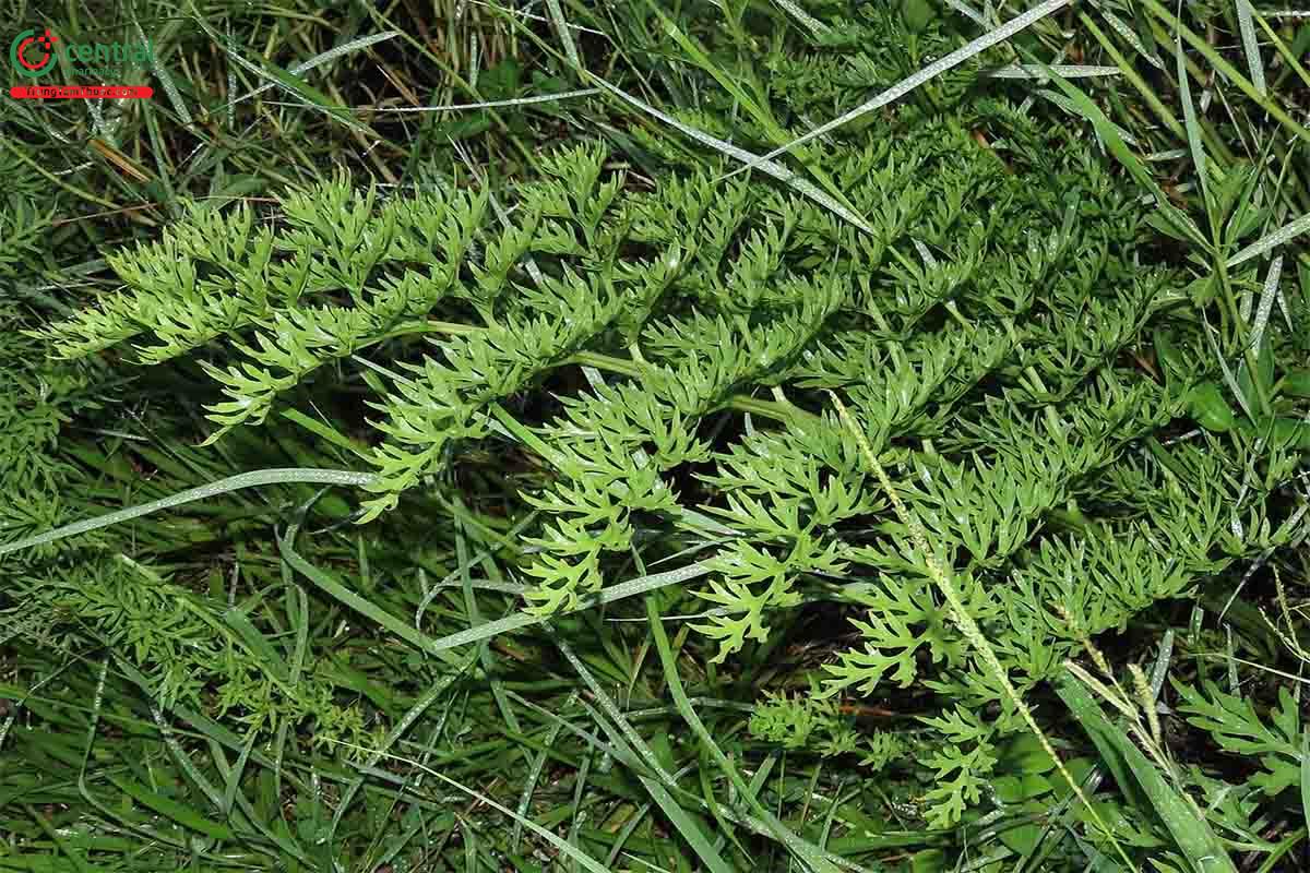 Rau Cần Trôi (Ráng Gạc Nai - Ceratopteris thalictroides (L.) Brongn.)