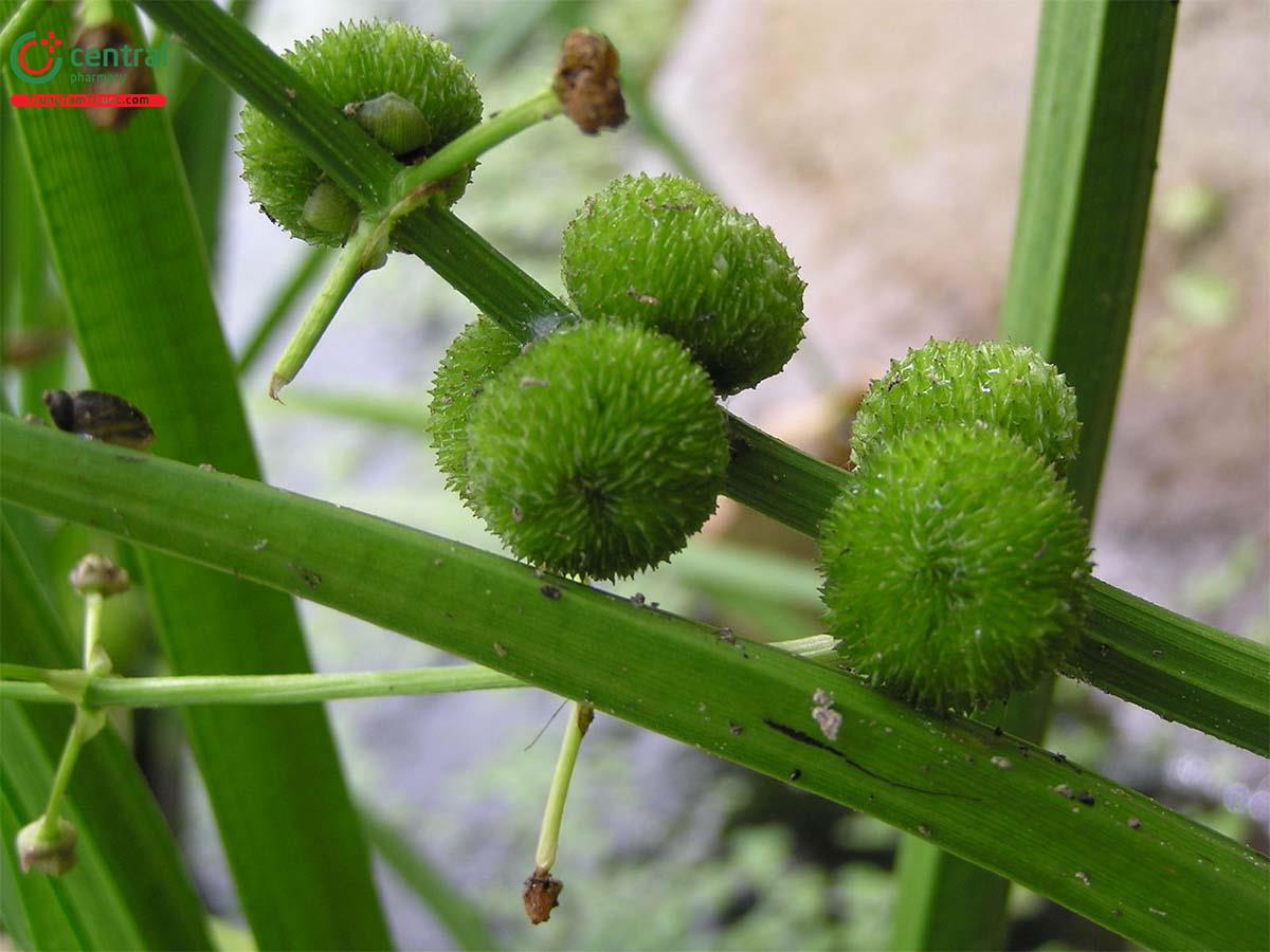 Rau Chóc (Rau Mác, Rau Chốc, Từ Cô - Sagittaria sagittifolia L.)