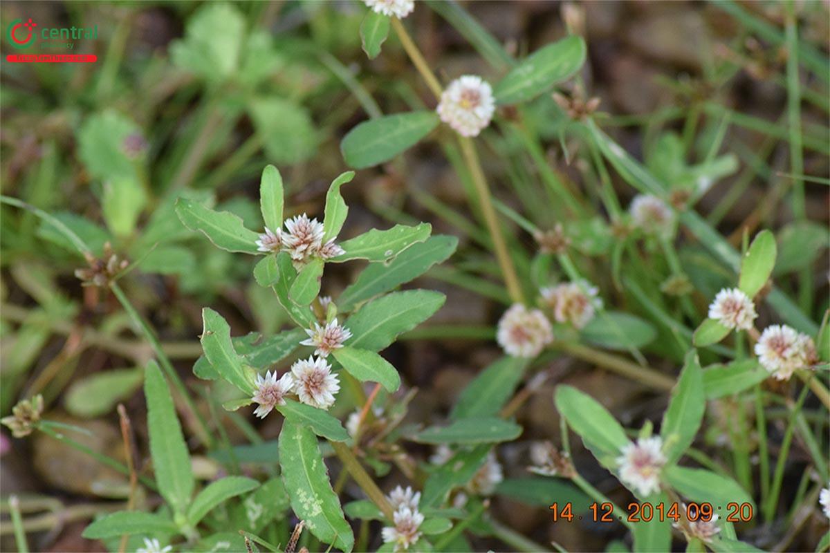 Rau Dệu (Alternanthera sessilis (L.) R. Br.)