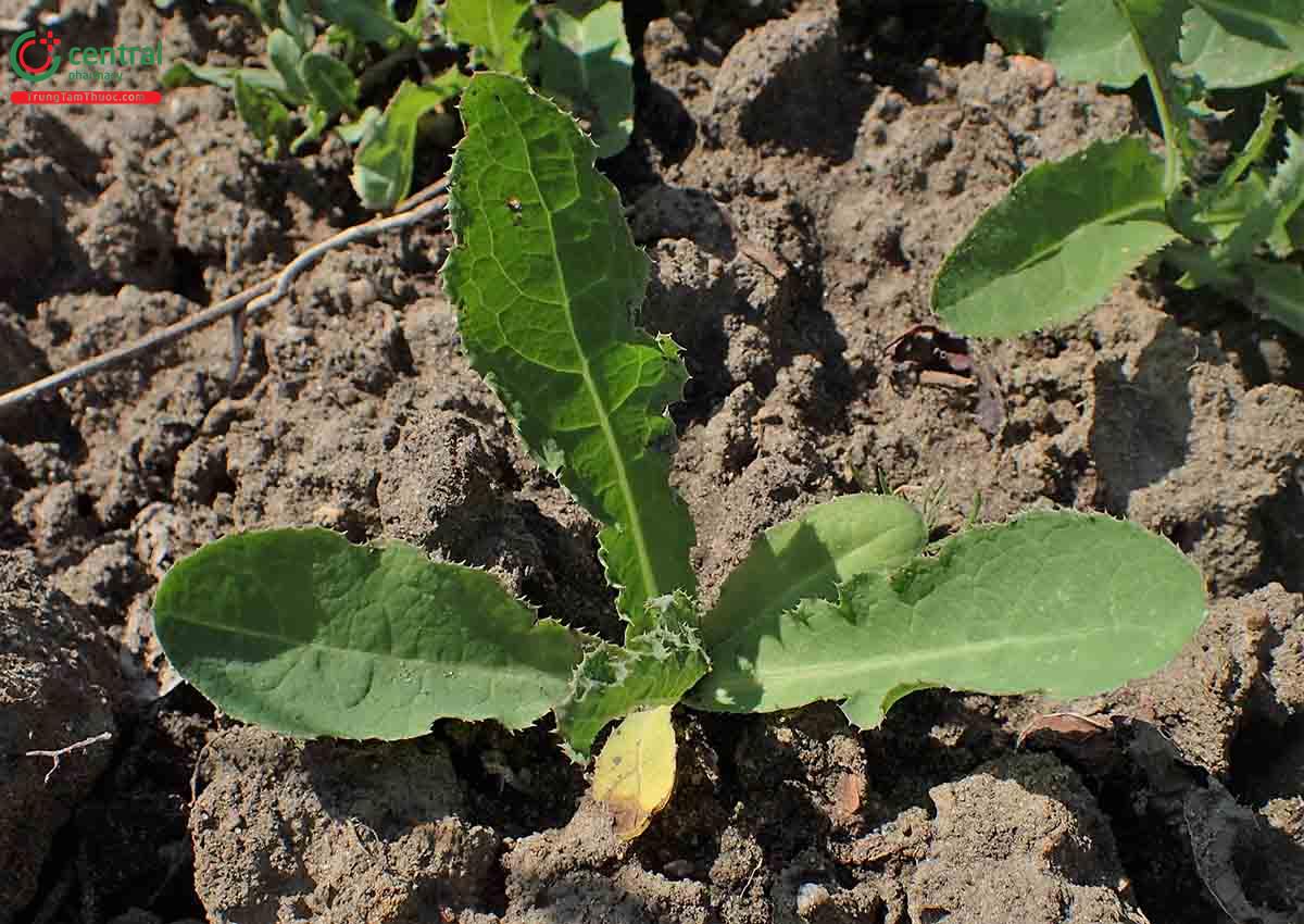 Rau Diếp Dại (Rau Diếp Trời, Rau Bao - Sonchus arvensis L.)