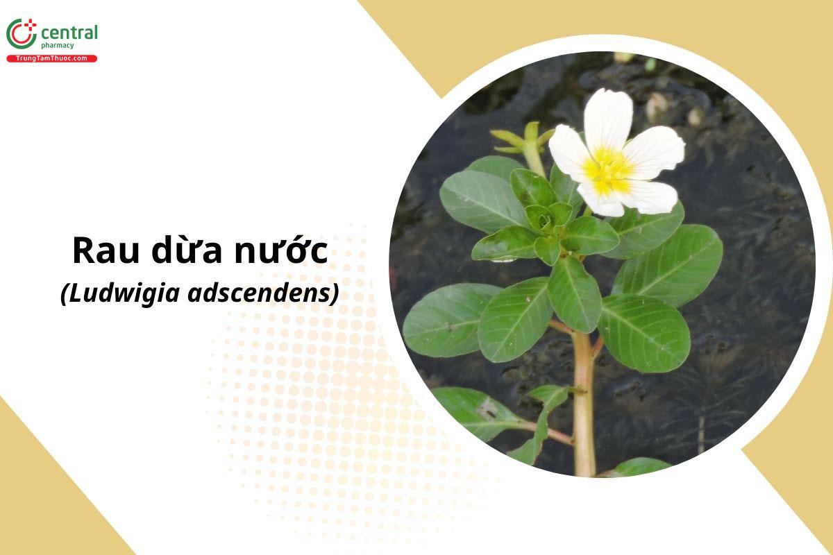 Rau Dừa Nước (Du Long Thái - Ludwigia adscendens (L.) Hara)